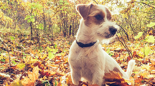 7 Fall Activities to Enjoy with Your Dog