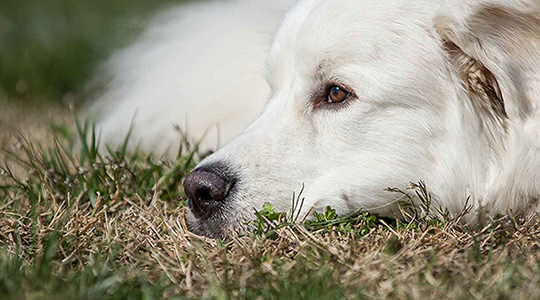 Common diseases in older dogs: Loss of Appetite