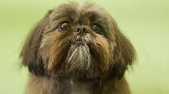 Dynasty Dogs: The Royal History of the Shih Tzu