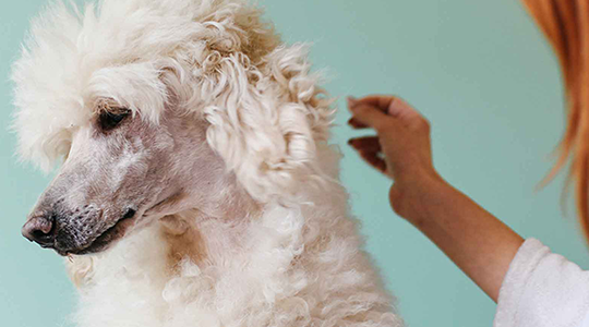 pedigree poodle hair care header