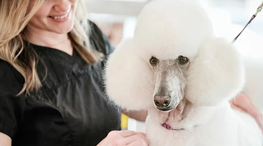 short-history-poodle-grooming-540x300