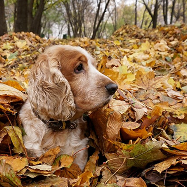 cocker spaniel peaking out of pile of leaves