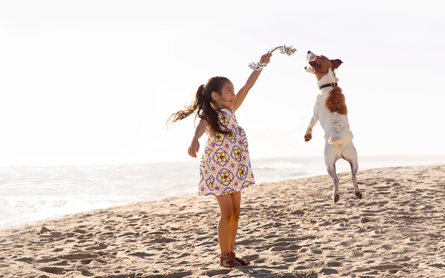 pedigree-girl-beach-dog-about-us