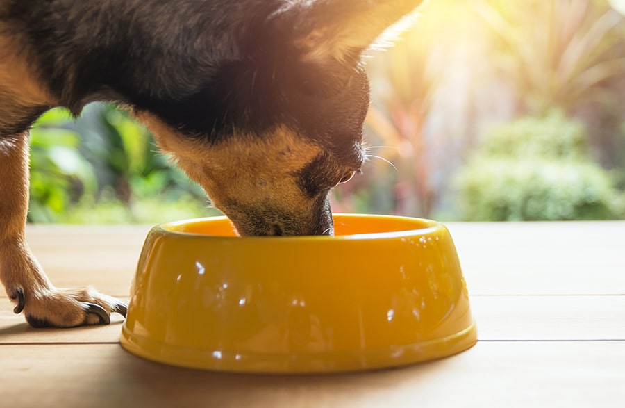 small dog eating from yellow dog bowl