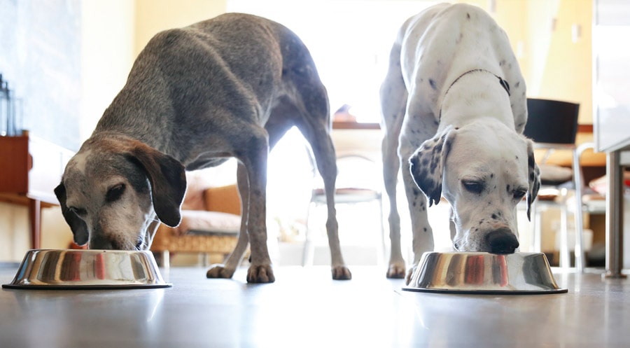 two-dogs-eating-from-bowls